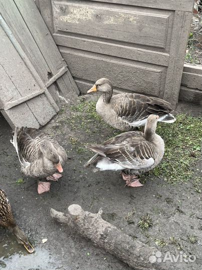 Гуси дикие
