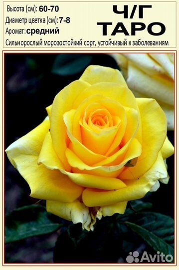 Розы рассада черешня абрикос саженцы