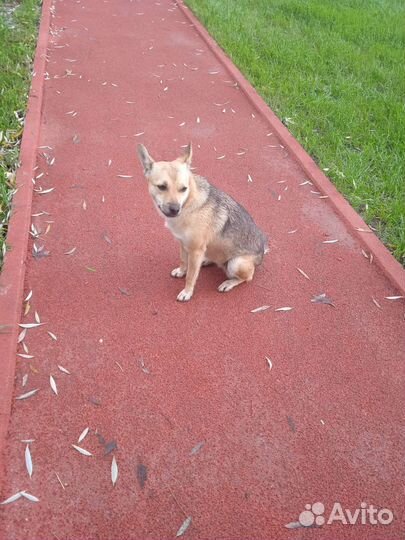 Маленькая стерилизованая собачка в добрые руки