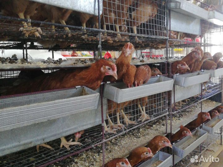 Куры Родонит (коричневые) - молодки - несушка