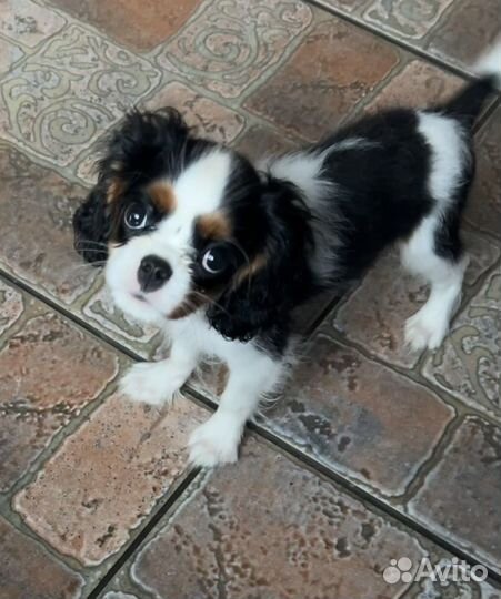 Кавалер Кинг Чарльз спаниель. Щенки
