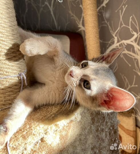 Абиссинский кот голубого окраса