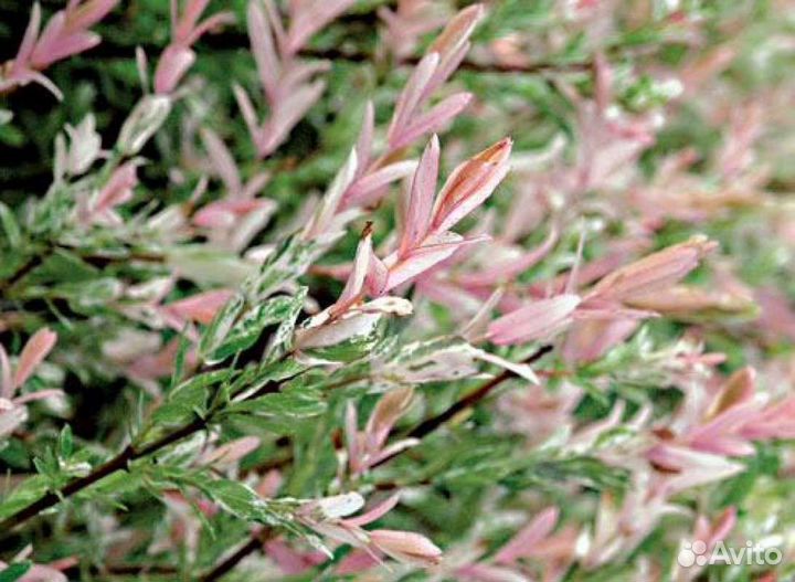 Ива Хакура Нишики