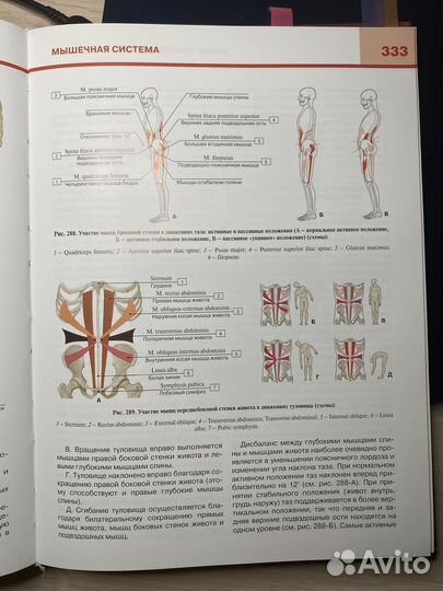 Атлас по анатомии