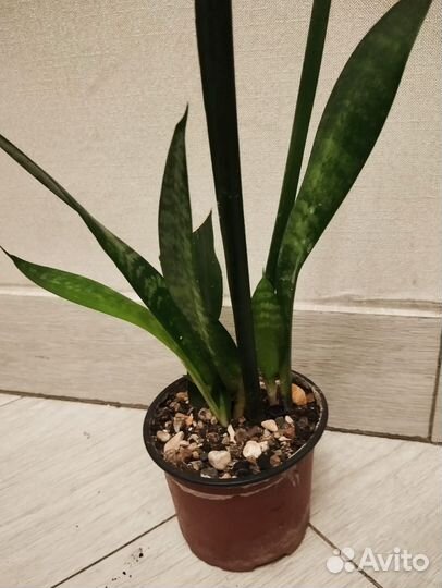 Сансевиерия