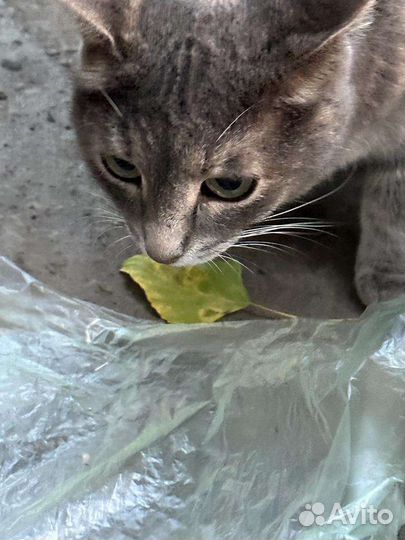 Кошки в добрые руки