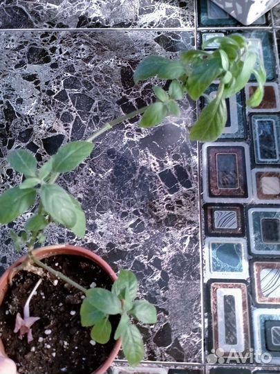 Комнатные цветы