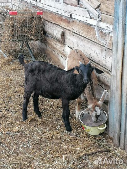 Нубийские козлята