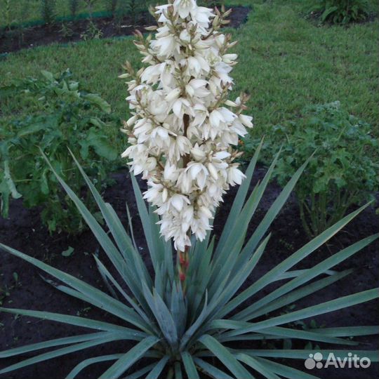 Юкка садовая