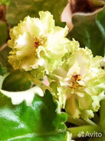 Детки сортовых фиалок