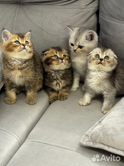 Котята шиншилла