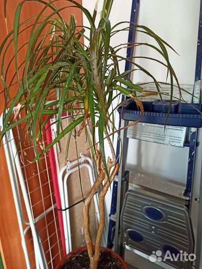 Пальма драцена 90 см с горшком