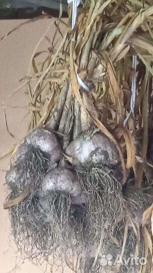 Чеснок/кабачки