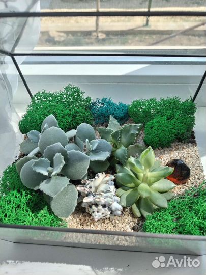 Флорариум дом