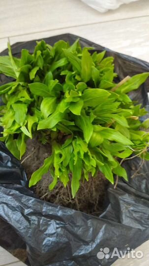 Гвоздика многолетняя