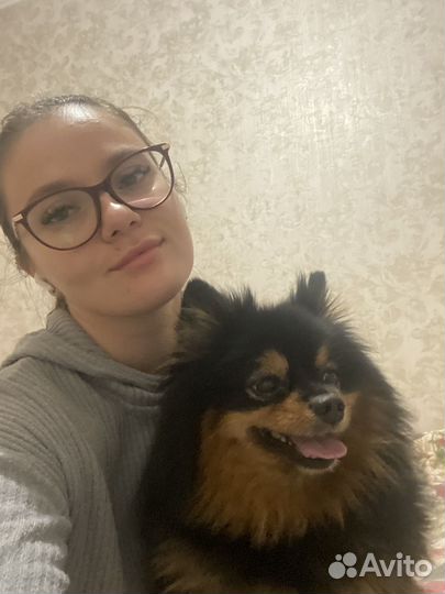 Передержка животных