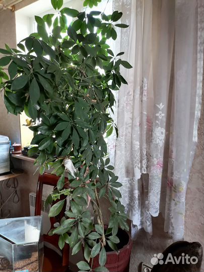 Фикус Шефлера