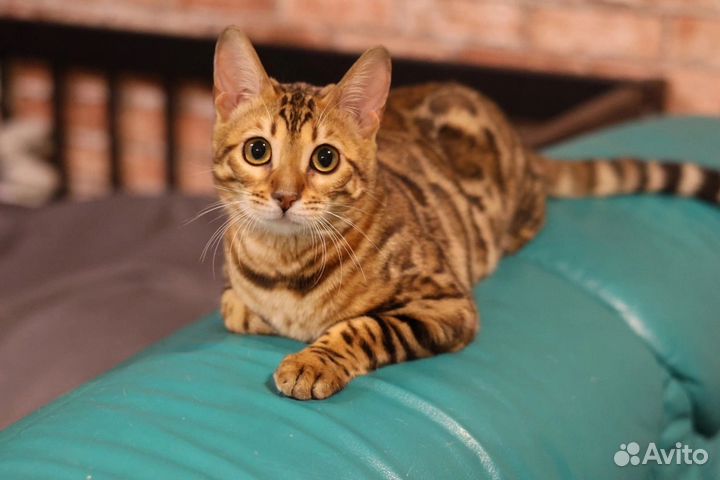 Бенгальская кошка