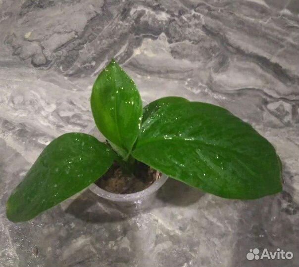 Спатифиллум сенсация детка