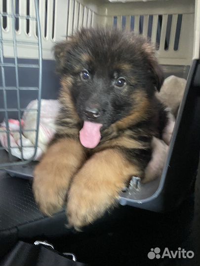 Длинношерстные красавицы