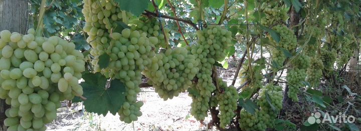 Саженцы винограда