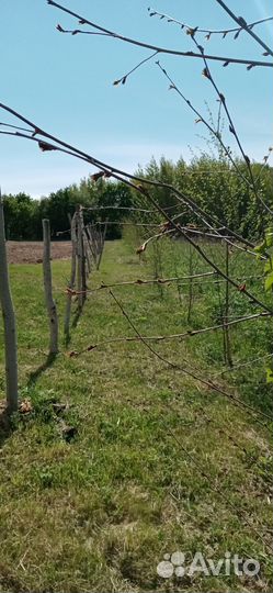 Саженцы березы