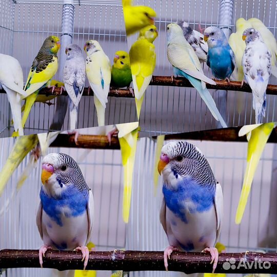 Волнистый попугай птенцы