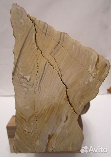 Окаменевшие дерево и коралл