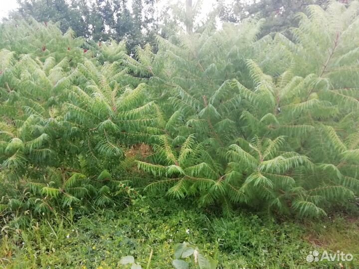 Сумах Оленерогий (северная пальма )