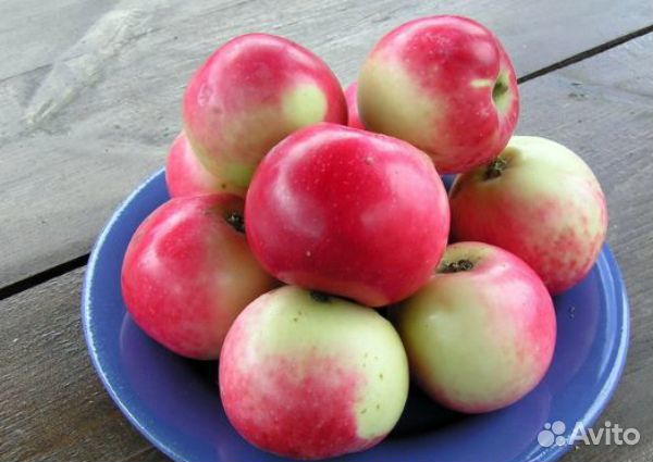 Яблони полукультурки высокозимостойкие в зкс
