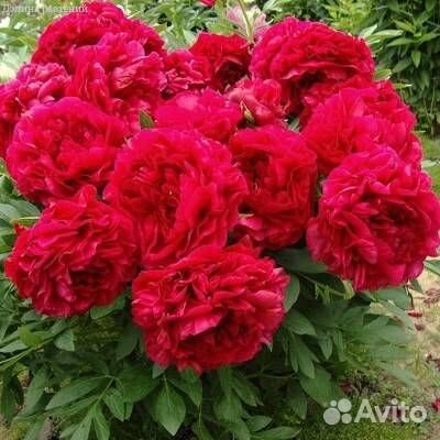 Пионы саженцы корни