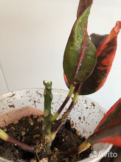 Кротон мамми