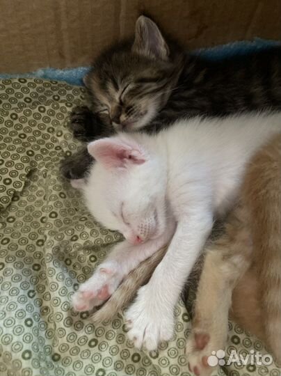 Котенок мальчик белый с серым пятном на голове