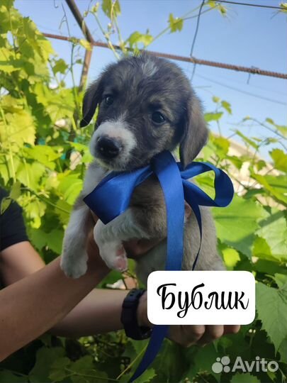 Щенки Кутята в добрые руки