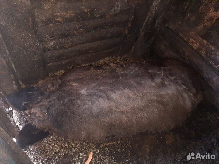 Хряк мангал