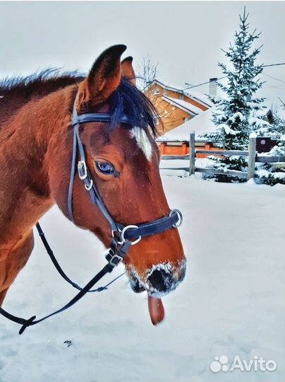 Оголовье, овергурт, кавессон, капцунг, скользящий