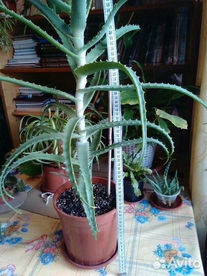 Алое 4,5 года