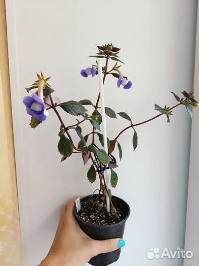 Ахименесы, 4 сорта