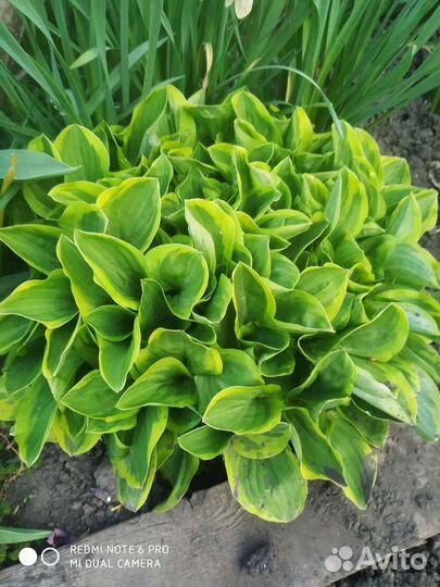 Цветы многолетки