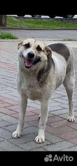 Собака в добрые руки