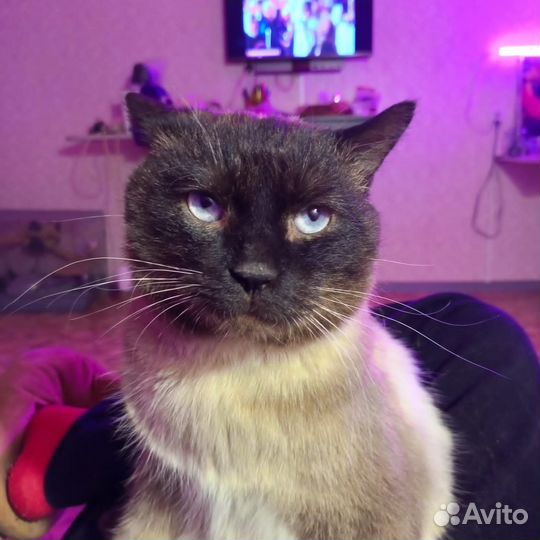 Сиамский кот,в добрые руки