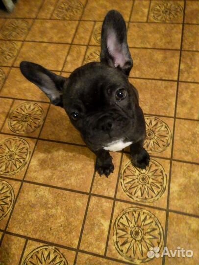 Уход за животными на время отпуска