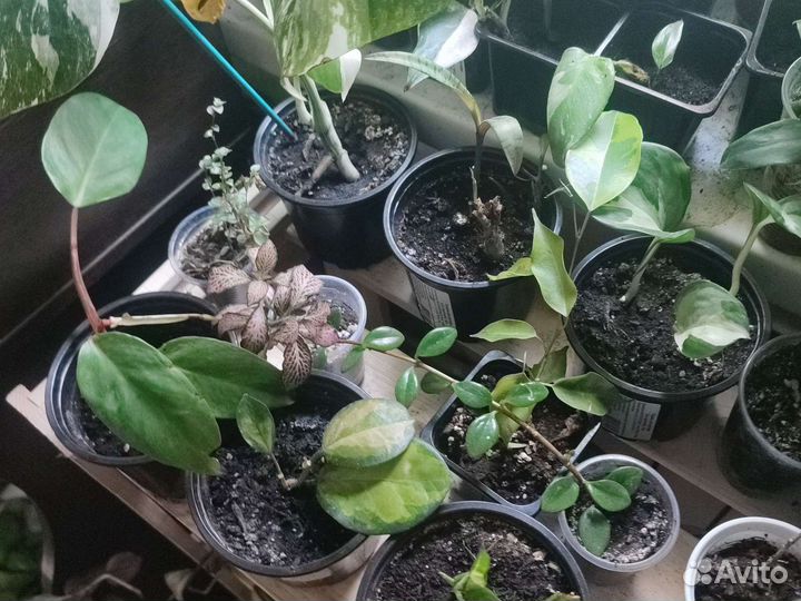 Комнатные растения