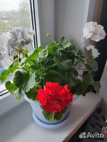 Герань пеларгония