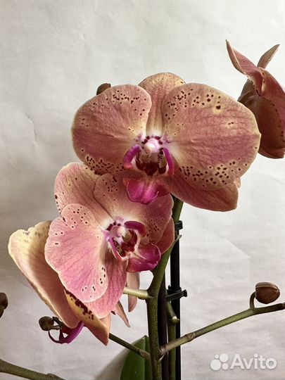 Орхидея фаленопсис