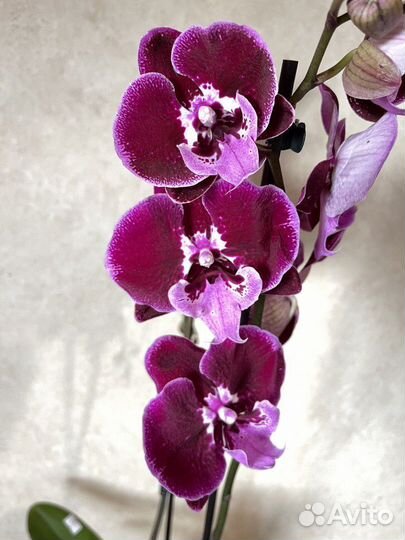 Орхидея фаленопсис