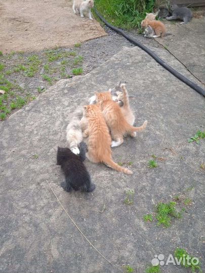 Котята в добрые руки