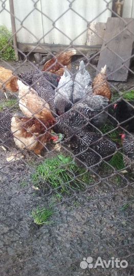Куры несушки продам