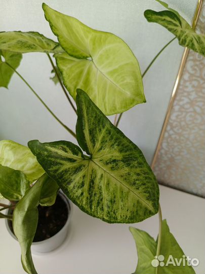 Сингониум пикси