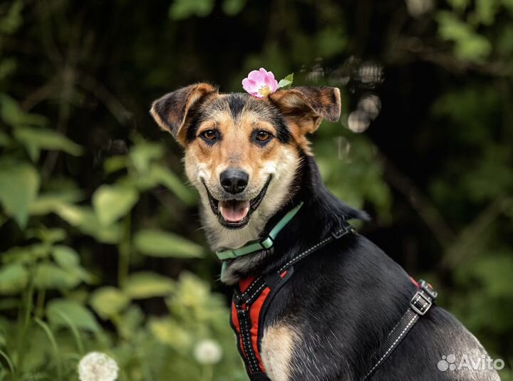 Небольшая собака в добрые руки